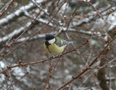 Parus major