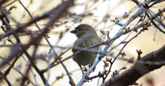 Passer domesticus