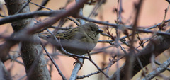 Passer domesticus