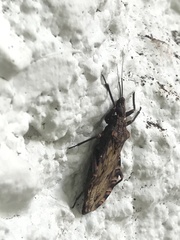 Panstrongylus rufotuberculatus