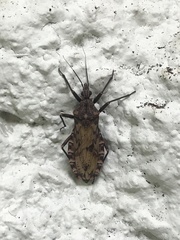 Panstrongylus rufotuberculatus