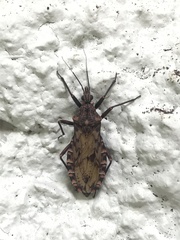 Panstrongylus rufotuberculatus