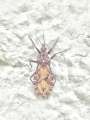 Panstrongylus rufotuberculatus