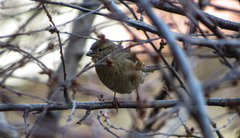 Passer domesticus