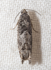 Pseudexentera hodsoni