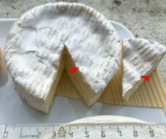 Penicillium camemberti