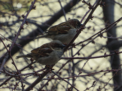 Passer domesticus