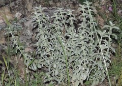 Mercurialis tomentosa
