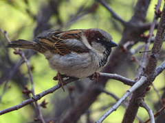 Passer domesticus