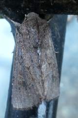 Ichneutica sollennis