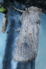 Ichneutica sollennis