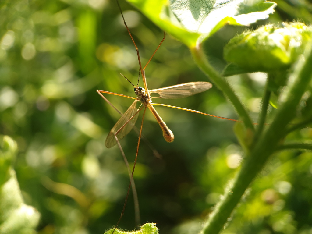 Israeli Fly Insect Common Crane Flies from Haifa, Israel on March 16, 2022 at 08:27 AM by ...