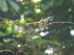 Potamarcha congener