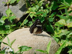 Hypolimnas bolina