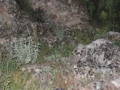 Mercurialis tomentosa