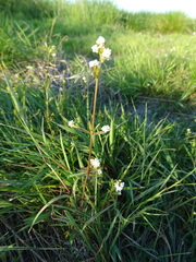 Galium elongatum