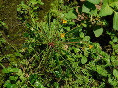 Biophytum sensitivum