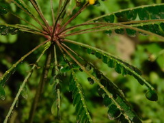 Biophytum sensitivum