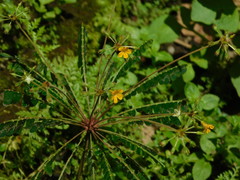 Biophytum sensitivum