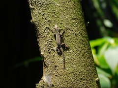 Hemidactylus platyurus