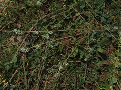 Corrigiola telephiifolia