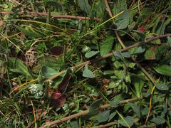 Corrigiola telephiifolia