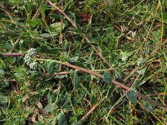 Corrigiola telephiifolia