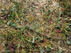 Corrigiola telephiifolia