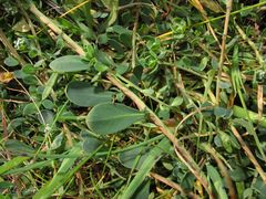 Corrigiola telephiifolia