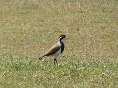Vanellus tricolor