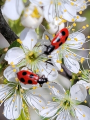 Pelonides quadripunctata