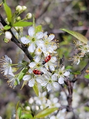 Pelonides quadripunctata