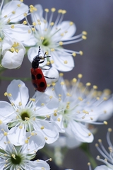 Pelonides quadripunctata