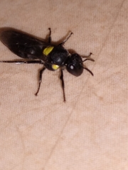 Amphylaeus obscuriceps