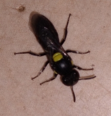 Amphylaeus obscuriceps