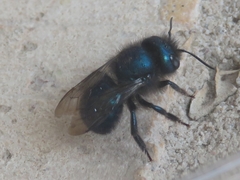 Osmia ribifloris