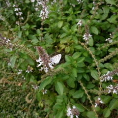 Leptotes cassius