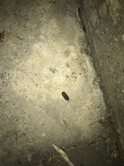 Armadillidium vulgare