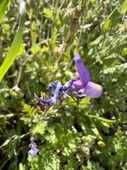 Linaria ricardoi