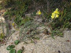 Linaria polygalifolia