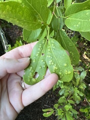 Tanaostigmodes pithecellobiae