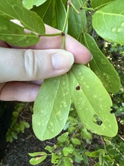 Tanaostigmodes pithecellobiae