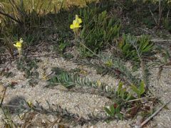 Linaria polygalifolia