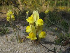 Linaria polygalifolia