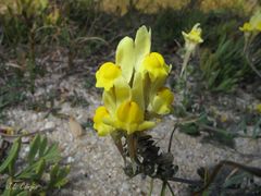 Linaria polygalifolia