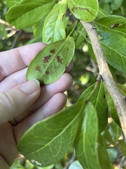 Tanaostigmodes pithecellobiae