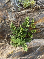 Oeosporangium
