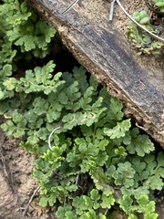 Oeosporangium