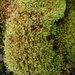 Menzies' Anacolia Moss - Photo (c) Finn McGhee, some rights reserved (CC BY-NC), uploaded by Finn McGhee