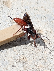 Lissopimpla